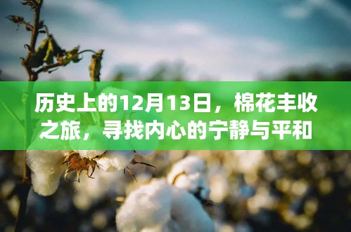 鸟啼花落 第4页