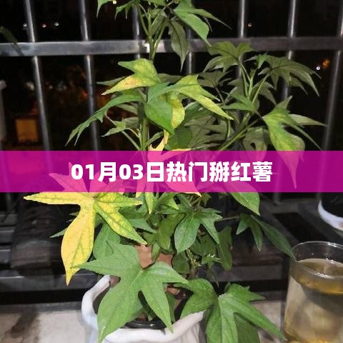 夯雀儿先飞 第3页