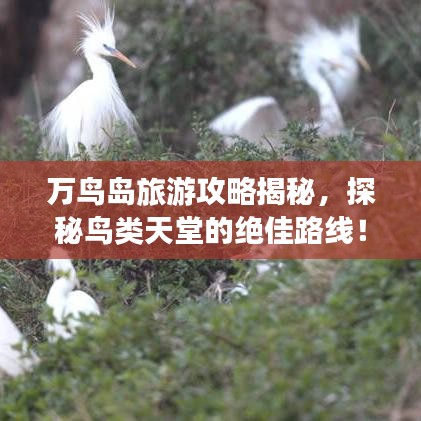 乌鸟之情 第2页