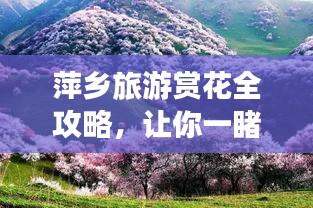 萍乡旅游赏花全攻略，让你一睹花海美景！
