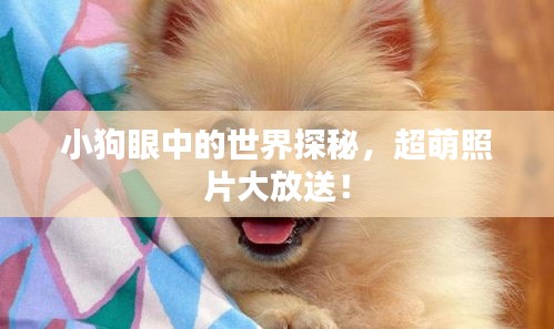 小狗眼中的世界探秘，超萌照片大放送！