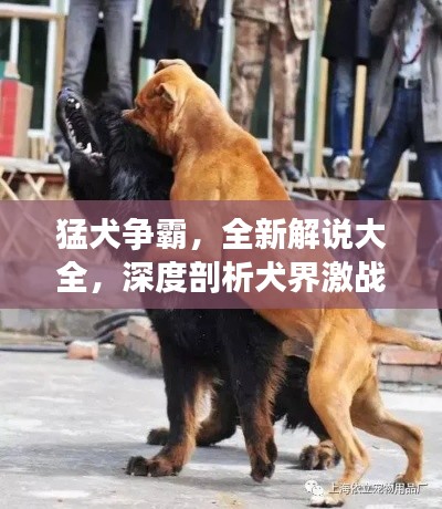 猛犬争霸，全新解说大全，深度剖析犬界激战！