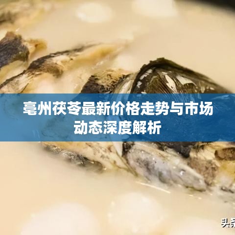 亳州茯苓最新价格走势与市场动态深度解析