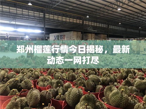 郑州榴莲行情今日揭秘，最新动态一网打尽
