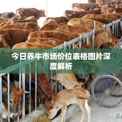 今日养牛市场价位表格图片深度解析