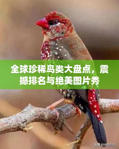 全球珍稀鸟类大盘点，震撼排名与绝美图片秀
