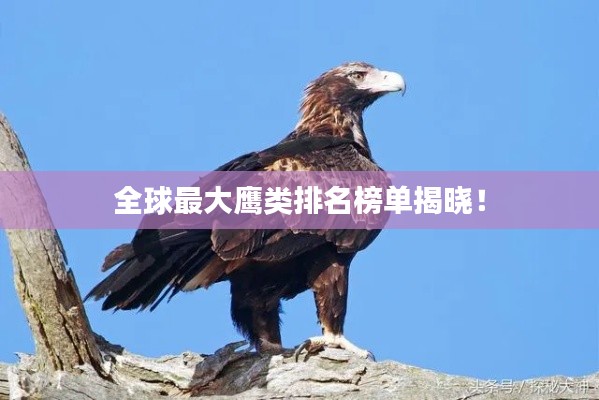 全球最大鹰类排名榜单揭晓！