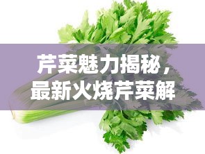 芹菜魅力揭秘，最新火烧芹菜解说视频，烹饪艺术探秘