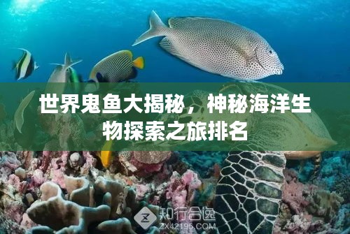 世界鬼鱼大揭秘，神秘海洋生物探索之旅排名