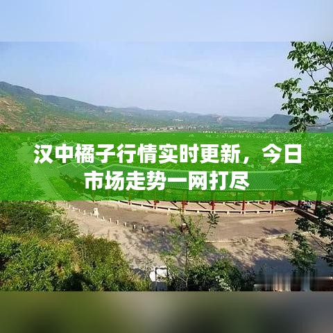 汉中橘子行情实时更新，今日市场走势一网打尽