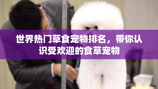 世界热门草食宠物排名，带你认识受欢迎的食草宠物