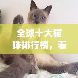 全球十大猫咪排行榜，看看你家猫咪上榜了吗？