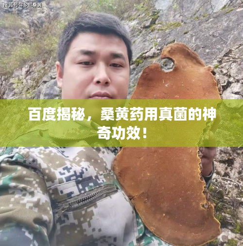 百度揭秘，桑黄药用真菌的神奇功效！
