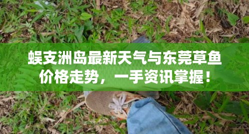 蜈支洲岛最新天气与东莞草鱼价格走势，一手资讯掌握！