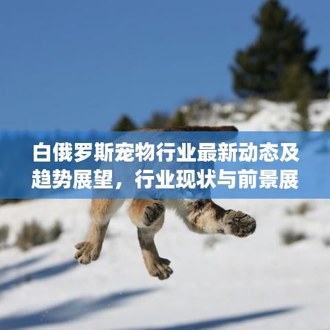 白俄罗斯宠物行业最新动态及趋势展望，行业现状与前景展望