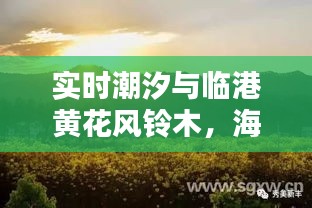 实时潮汐与临港黄花风铃木,海洋与自然的魅力探索