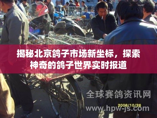 揭秘北京鸽子市场新坐标,探索神奇的鸽子世界实时报道