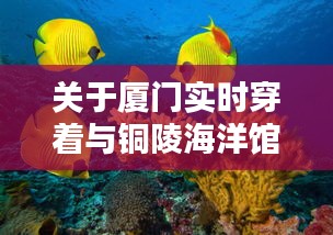 关于厦门实时穿着与铜陵海洋馆门票价格的探讨