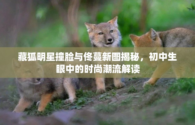 藏狐明星撞脸与佟蔓新图揭秘,初中生眼中的时尚潮流解读