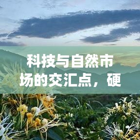 科技与自然市场的交汇点，硬盘软件更新与金银花种子价格实时关注
