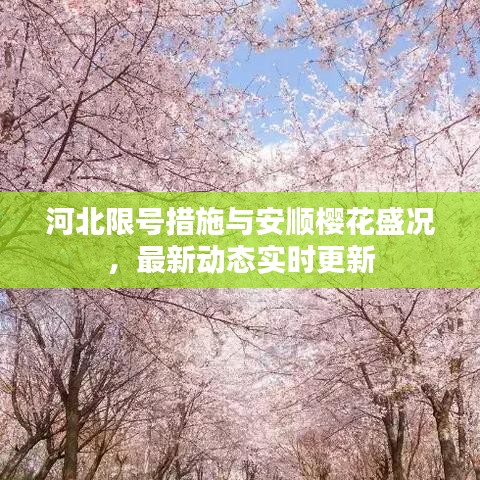 河北限号措施与安顺樱花盛况,最新动态实时更新