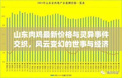 山东肉鸡最新价格与灵异事件交织，风云变幻的世事与经济风云解析