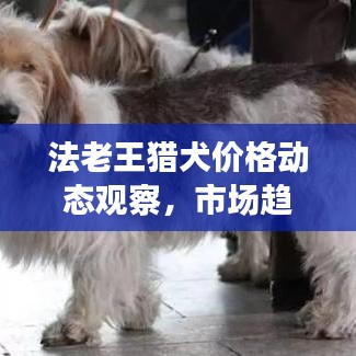 法老王猎犬价格动态观察，市场趋势与未来展望的时事报道