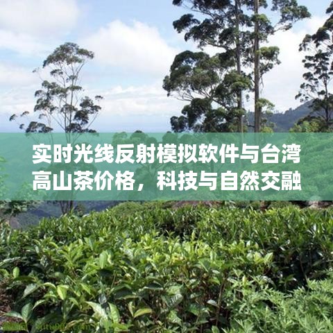 实时光线反射模拟软件与台湾高山茶价格，科技与自然交融的探究