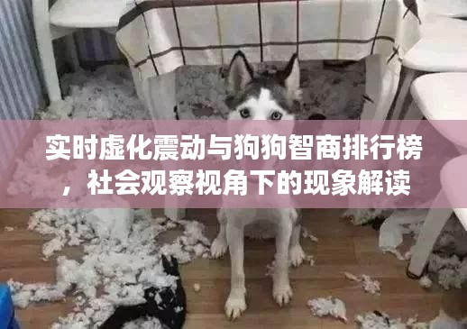 实时虚化震动与狗狗智商排行榜，社会观察视角下的现象解读