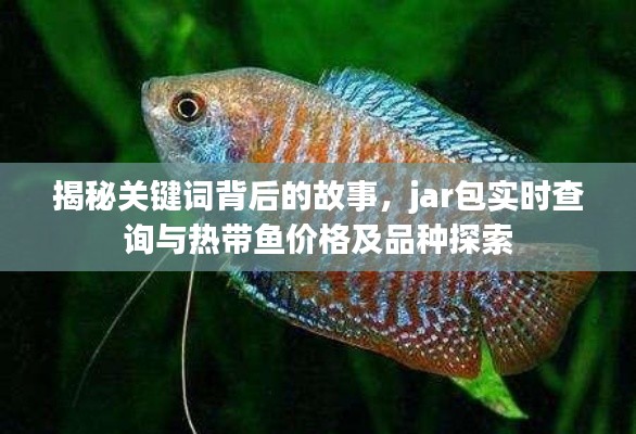 揭秘关键词背后的故事,jar包实时查询与热带鱼价格及品种探索