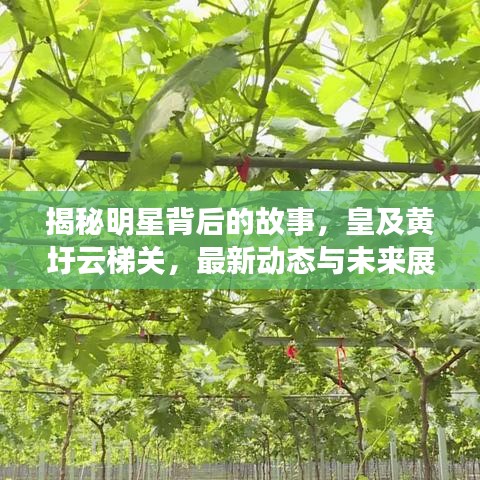 揭秘明星背后的故事，皇及黄圩云梯关，最新动态与未来展望展望