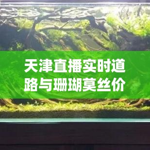 天津直播实时道路与珊瑚莫丝价格,全面解析与专家建议