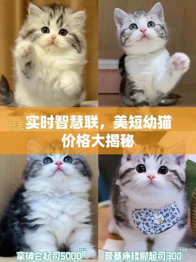 实时智慧联,美短幼猫价格大揭秘